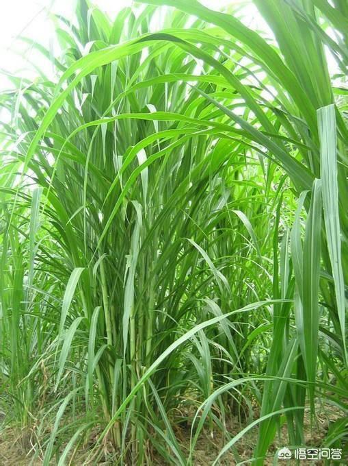 豆科牧草:豆科牧草有哪几种 豆科牧草的营养价值比禾本科高吗？分别适合喂养什么？