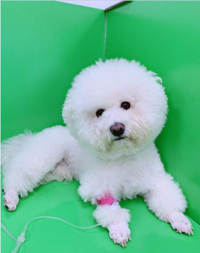 比熊吧:养比熊犬，有什么样的“痛”呢？