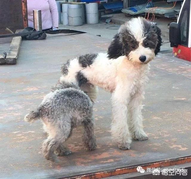 俊の泰迪熊犬舍地址:挑选泰迪犬有什么样的技巧吗？