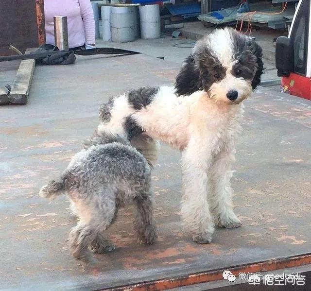 星期狗是什么意思，挑选泰迪犬有什么样的技巧吗