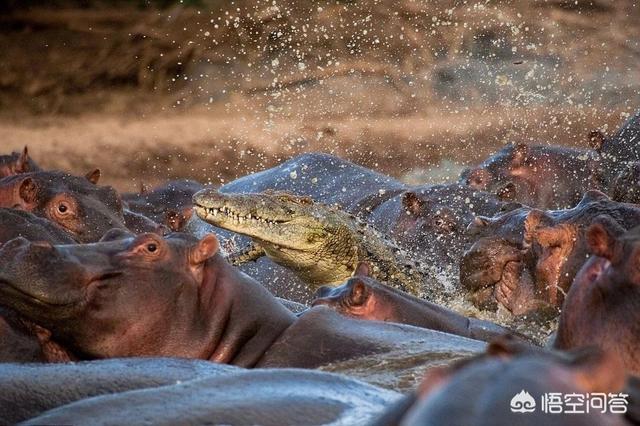 亚马逊莫拉氏鳄的基本信息:尼罗鳄古斯塔夫打得过成年雄性健康的河马吗？