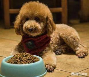 名狗图片taidi:名狗图片大全 为什么都不建议养泰迪犬？