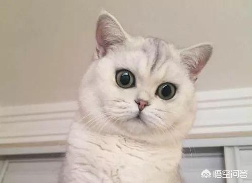 包子脸猫图片:猫脸变尖是什么原因？银渐层脸为什么会越来越尖？