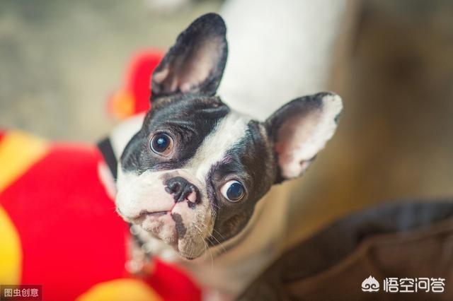 法牛犬:怎么惩罚法斗犬是不对的？