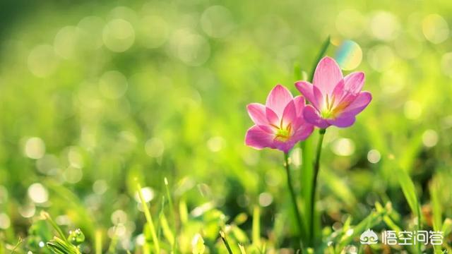 诗词摄影：“草色全经细雨湿,花枝欲动春风寒。”的拍摄思路有哪些？