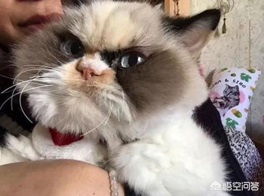 不爽猫:猫猫真的是中吹吗？为什么立场如此不坚定？ 不爽猫表情包