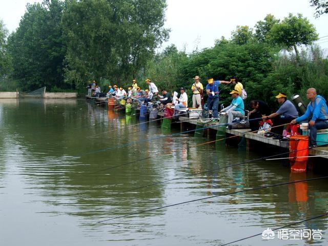 黑坑鮰鱼在什么位置:新水新池黑坑鲤鱼，个体2-3斤，钓鱼时有哪些注意事项？