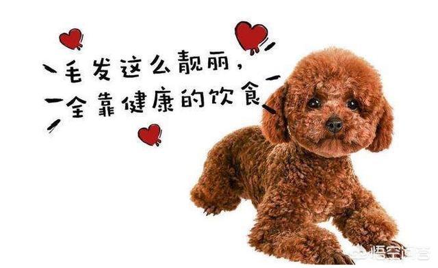 红贵宾是泰迪犬吗:贵宾犬跟泰迪的区别怎样区别泰迪犬与贵宾犬？