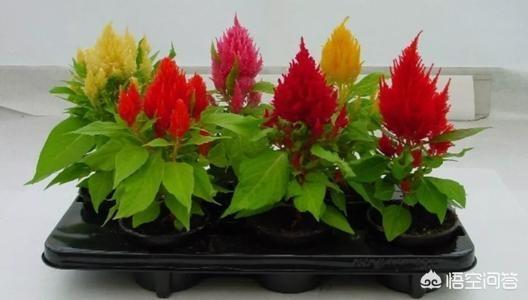 鸡冠花种植:花中之禽“鸡冠花”好养吗？如何养护开花？
