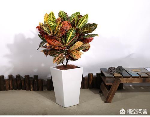 变叶木实物:植物变叶木养殖方法是什么？哪位知道？