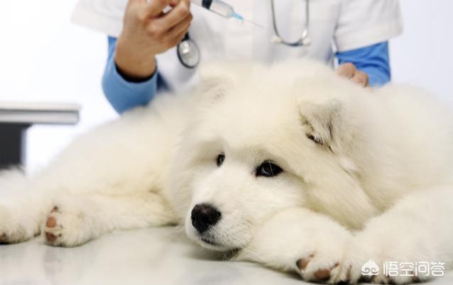 犬传染性气管支气管炎:狗狗容易得哪些传染病？都有什么症状？