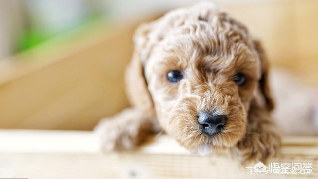 泰迪犬价格百度经验:泰迪犬的价格会受到什么因素的影响？