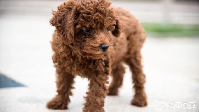 泰迪犬价格百度经验:泰迪犬的价格会受到什么因素的影响？