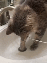 养猫好吗:养猫那么费钱，为什么还有那么多人养猫？