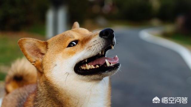 柴犬优缺点:“戏精”柴犬的活动量如何，值得饲养吗？ 柴犬优缺点及适合人群