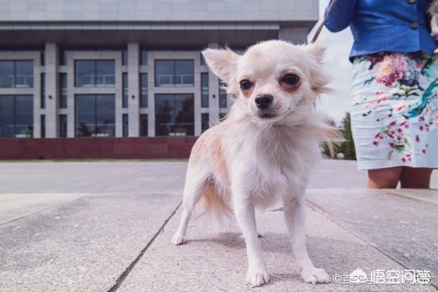 宠物狗吉娃娃好养吗:柯基相比其他小型犬到底好不好养？