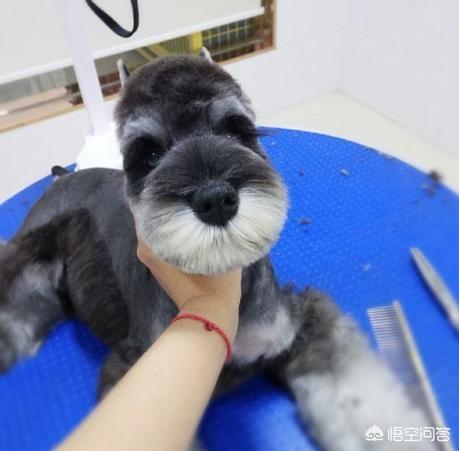 雪纳瑞狗粮最好知乎:你家雪纳瑞是什么样的造型？
