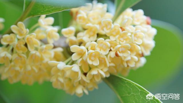 名贵桂花品种排名有哪些？