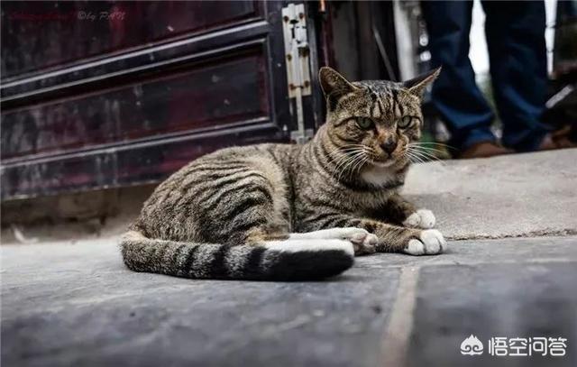 狸花猫宠物知识大全:名猫那么多，为什么有的人选择了狸花猫？ 狸花猫花色大全