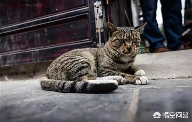 中国狸花猫:为什么越来越多人弃养狸花猫？ 中国狸花猫的特点