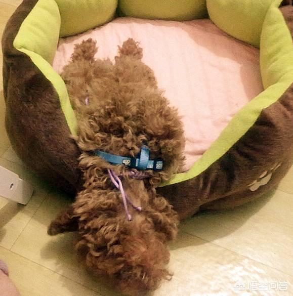 比格犬性格公泰迪绝育:想要了解泰迪的性格，可以从哪些方面入手？