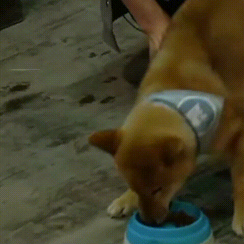 王珞丹领养瓢哥:为什么《向往的生活》里柴犬“瓢哥”最火