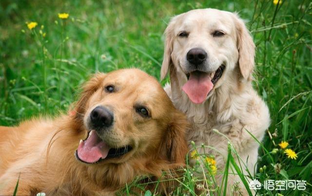 北京市广州禁养犬种:不在城市禁养范围内的狗狗，你家在其中吗？