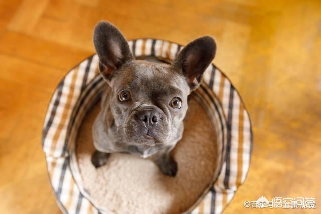 斗牛犬躲冰箱避暑:狗狗中暑时，如何正确降温？ 斗牛犬躲冰箱避暑图