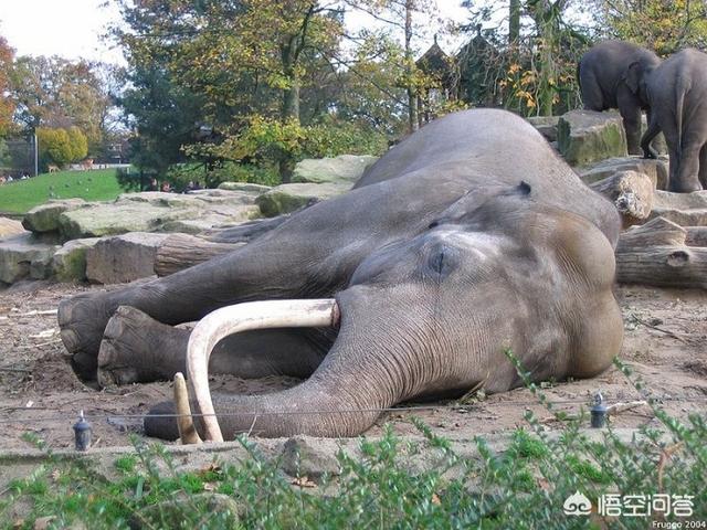 世界奇闻趣事一分钟，关于大象醉倒的趣闻轶事是真的吗