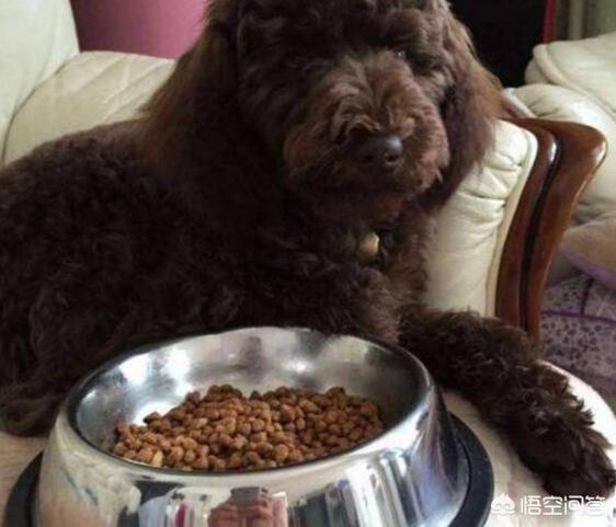 贵宾犬的图片欣赏:贵宾犬养得好不好，如何辨别可以一目了然？