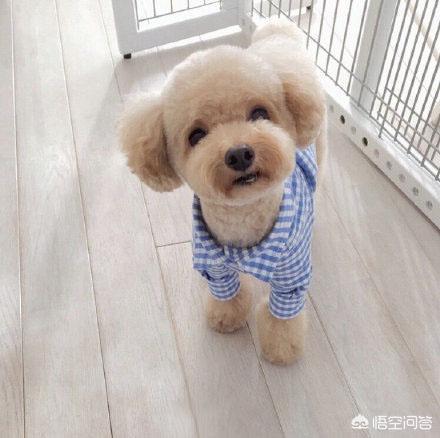 狗狗佝偻病症状:狗狗缺钙的症状是内八吗，狗狗内八明显是缺钙吗？