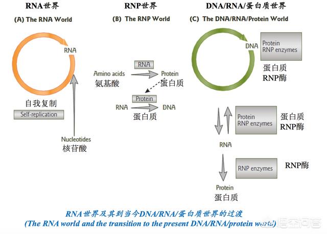 动物死亡图片:动物会不会出现自杀的情况？