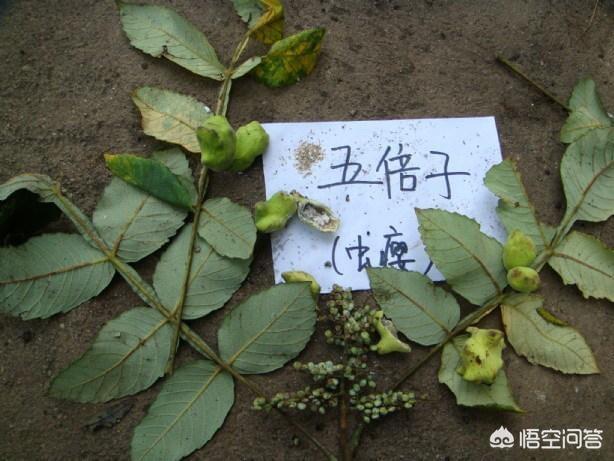 猫咪脱肛怎么办原因:猫咪脱肛的原因 母猫拉出肠，会自己好吗？
