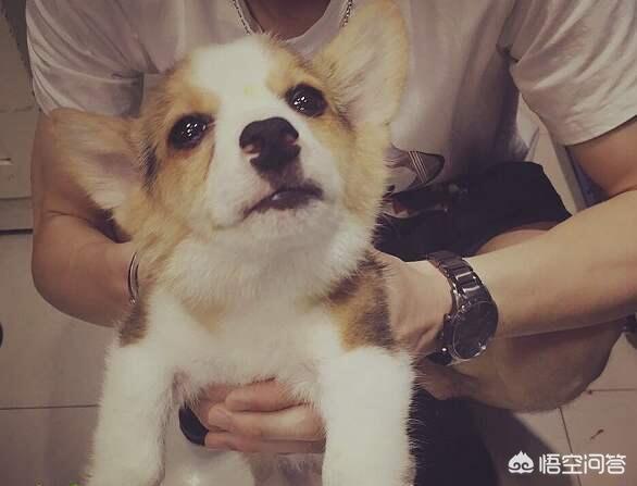 柯基犬智商:养柯基犬有那些好处与坏处？