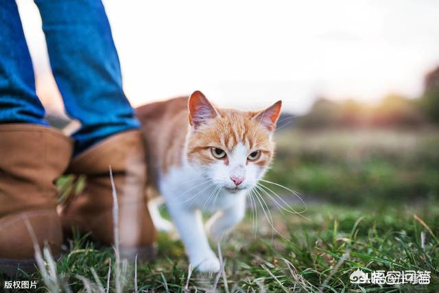 头条问答 猫咪为什么喜欢用头蹭人 庄有猫的回答 0赞