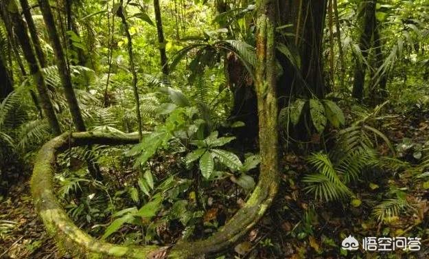 亚马逊部落人的生活，为什么有人说亚马逊雨林是人类禁区到底有多恐怖