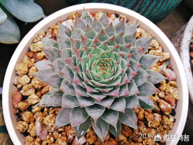 长生草属多肉植物图片:多肉植物长生草的精美图片 我家的观音莲都养了一年了怎么始终不长分枝呢？