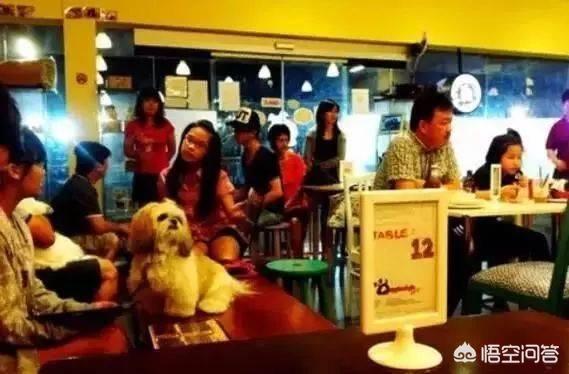 优爵宠物食品如何加盟:开一家宠物连锁店怎么样？