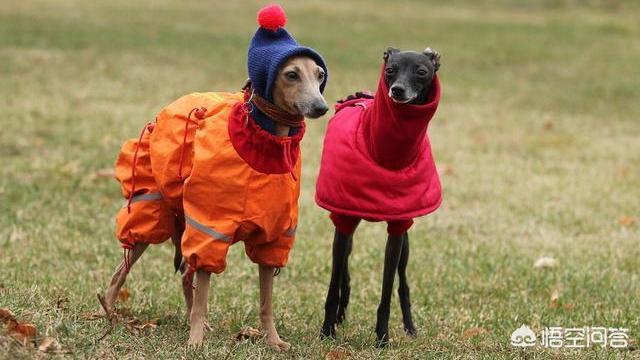 格力犬价格:有哪些狗狗在冬天一定要给穿衣服？ 格力犬价格多少钱