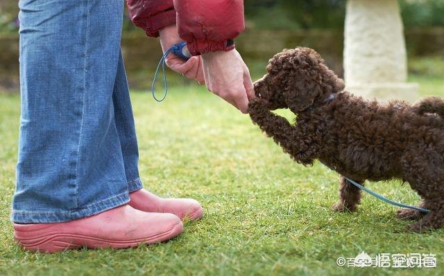 贵宾犬怎么养怎么训练:训练贵宾犬时，哪些禁忌一定不能犯？