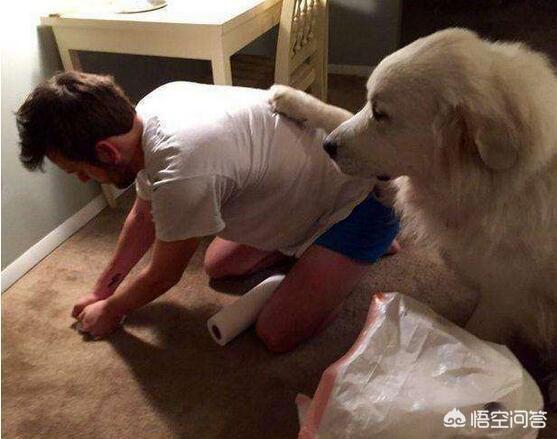 杜高犬价格:有什么常见的宠物犬的价格是比较昂贵的吗？