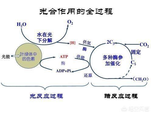 巨鬣狗vs巨猪:为什么陆地上食草动物的体型，比食肉动物更大，海洋却恰恰相反？