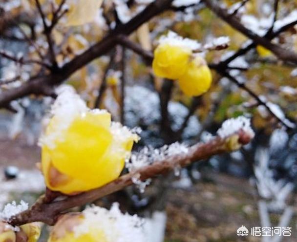 院子里种哪些花冬天可以开花呢？