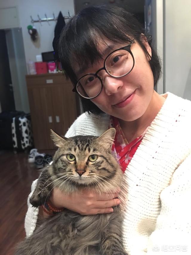 中华田园猫品种大全及图片:中华田园猫一般多少钱一只？