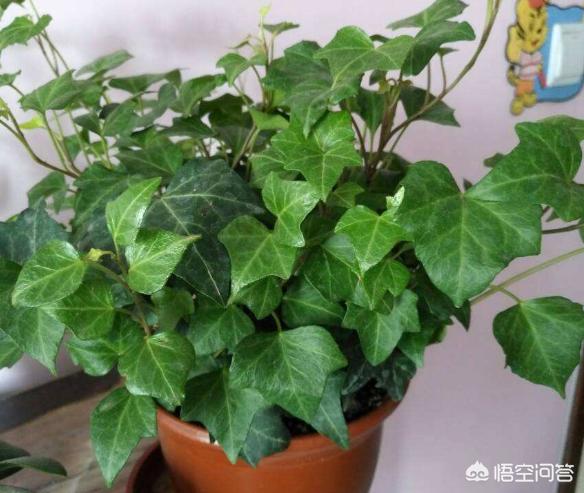 观叶植物的栽培与装饰:家里的绿植怎样能长的更好？