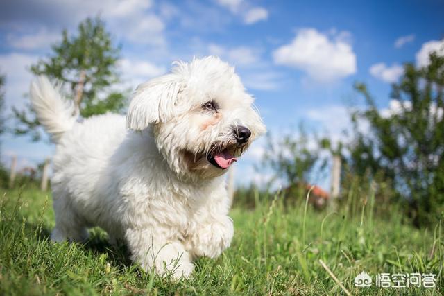 卷毛比雄犬图片和价格:在我国哪里可以买到比熊犬？幼犬价格多少钱？