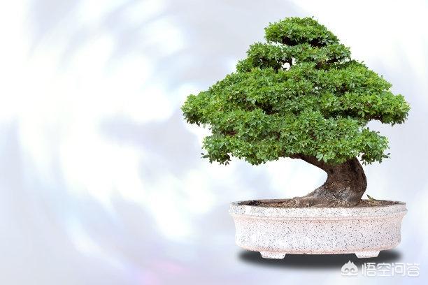 野生紫林树如何移植？