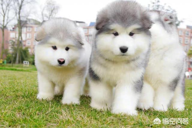 东台市阿拉斯加克利凯犬视频选犬:最近想要养狗，阿拉斯加和哈士奇养哪个？