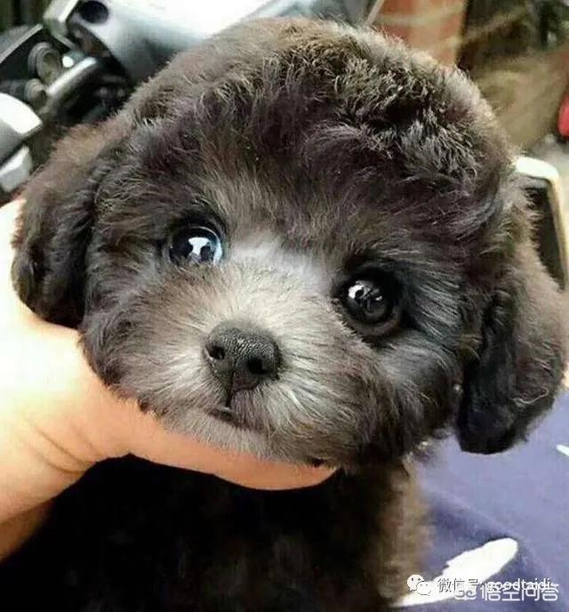 俊の泰迪熊犬舍地址:挑选泰迪犬有什么样的技巧吗？