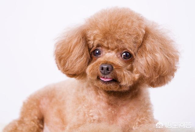 狗黄:泰迪犬的尿为什么那么黄？该怎么做？